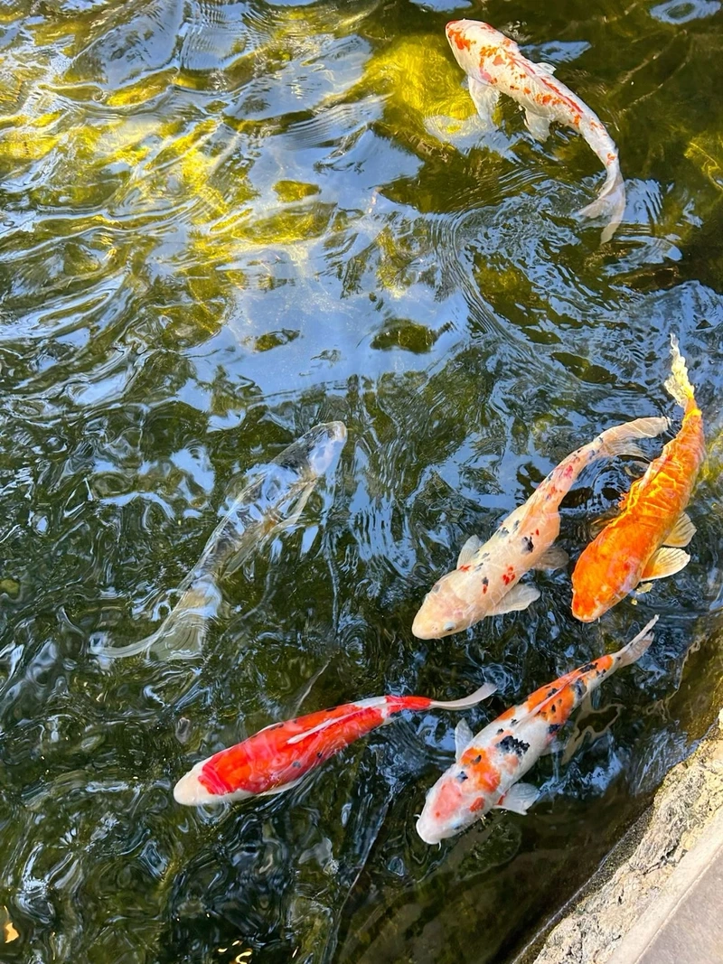 Tăng sinh khí với cá Koi phong thủy trong nhà