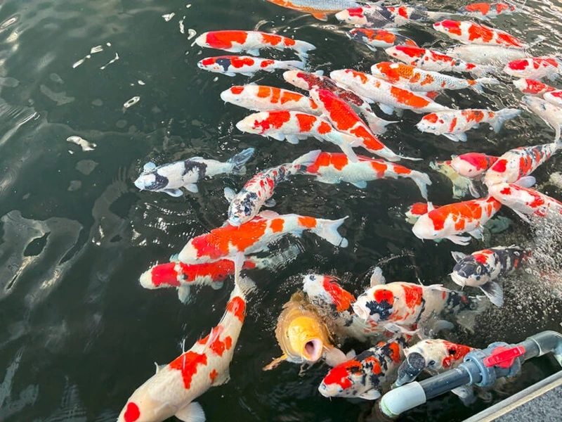 Thưởng thức cá Koi bơi lội uyển chuyển trong hồ