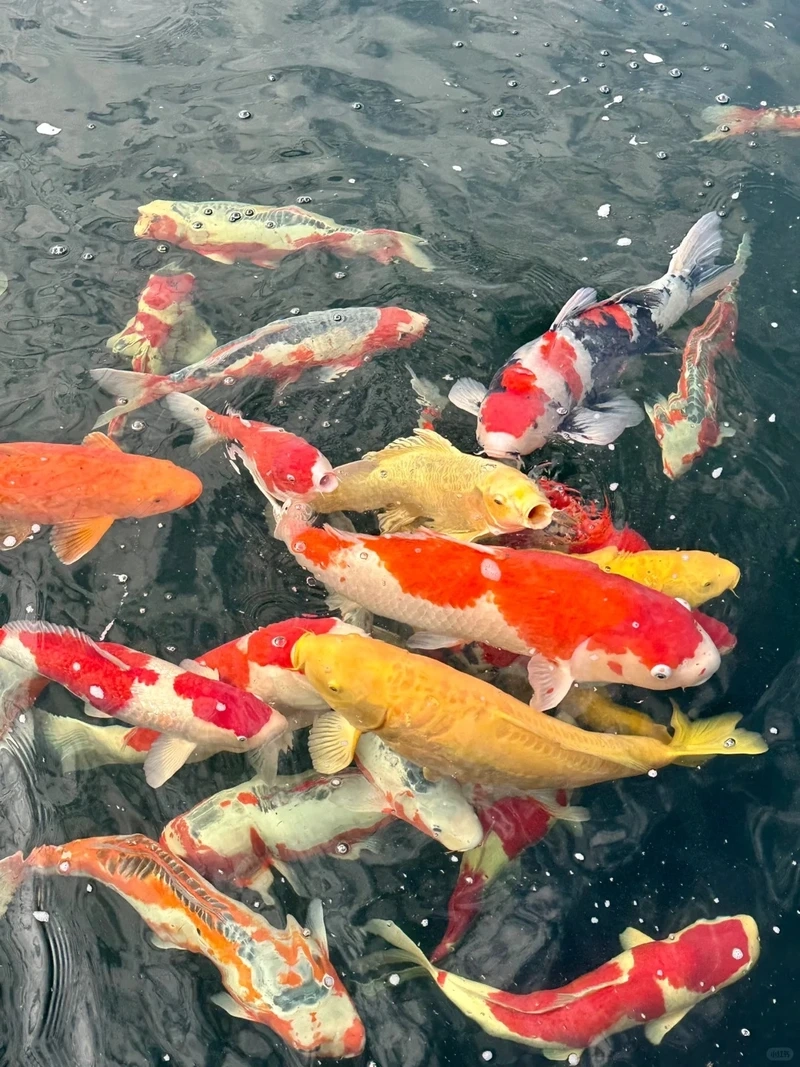 Ngắm cá Koi cảnh đẹp làm điểm nhấn sân vườn