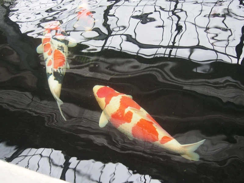 Đặc điểm nổi bật của cá Koi Nhật 