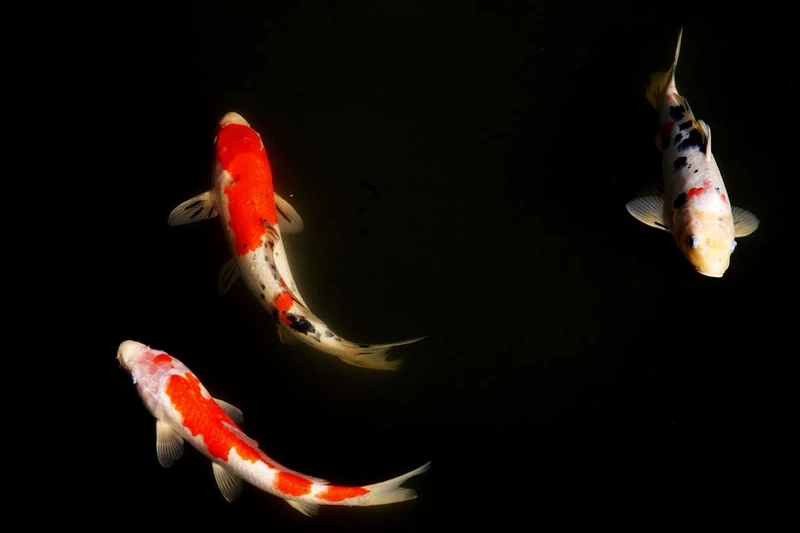 Đảm bảo chuẩn Nhật với cá koi nhật chuẩn nhật