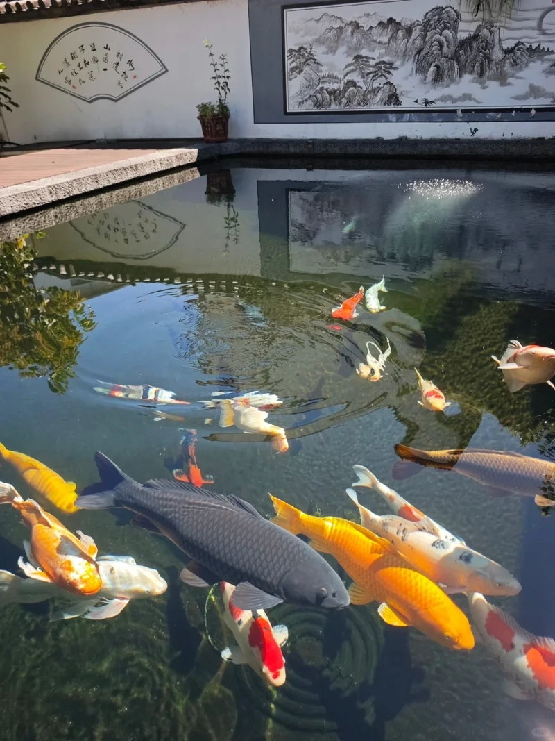 Xem cá bơi uyển chuyển cùng cá koi nhật bơi đẹp