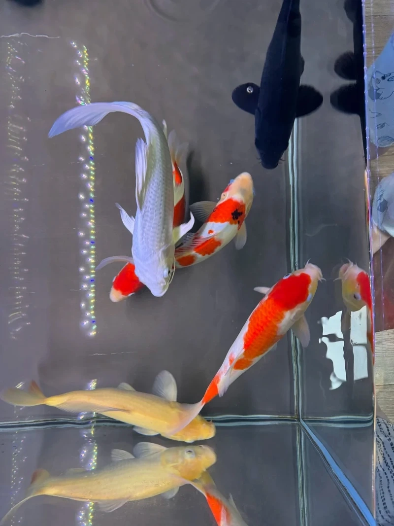 Thể hiện đẳng cấp sưu tập với cá koi nhật đẳng cấp