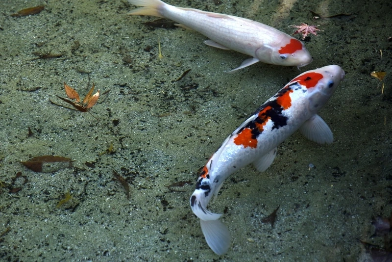 Ngắm vẻ đẹp của cá Koi Việt đẹp trong hồ