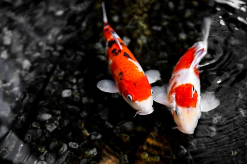 Chọn cá Koi Việt size lớn tạo điểm nhấn hồ cá