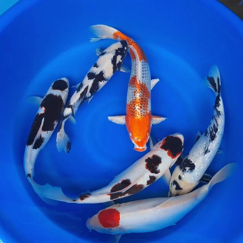 Chọn cá Koi Việt dễ nuôi cho người mới bắt đầu