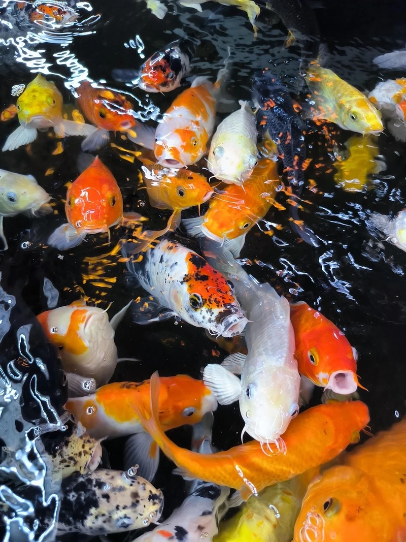 Trang trí cá Koi Việt cho hồ cá sinh động và đẹp