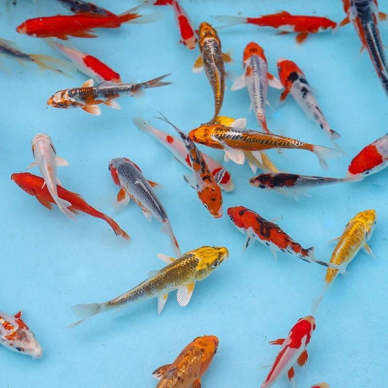 Nuôi cá Koi Việt nuôi phong thủy tăng may mắn