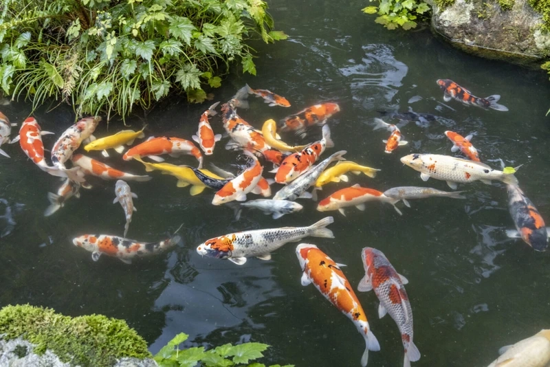 Ngắm cá Koi Việt cảnh đẹp tạo không gian thư giãn