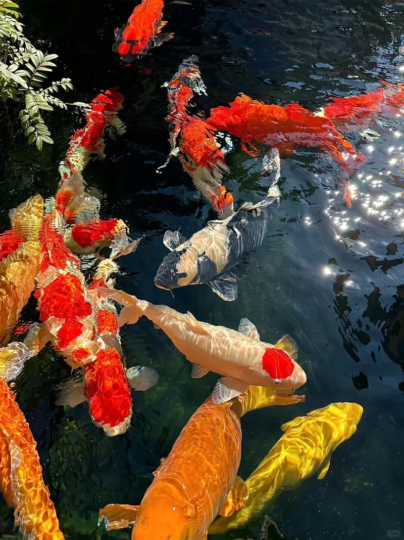 Nuôi cá Koi Việt bơi đàn sinh động và vui nhộn