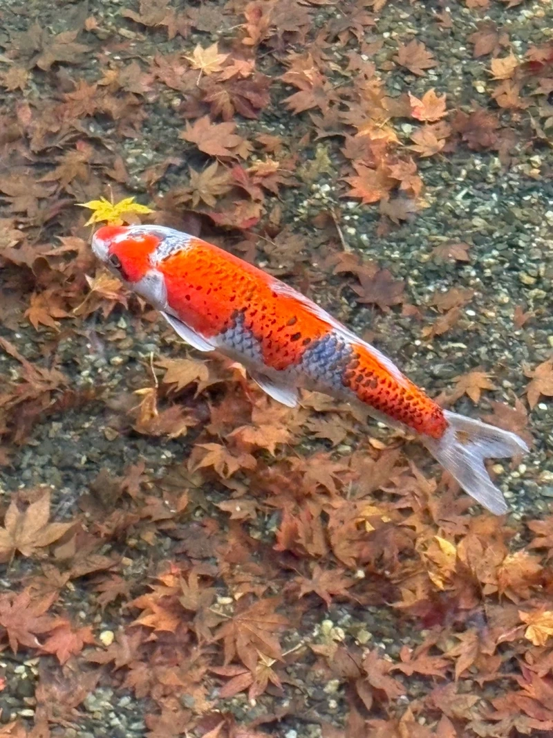 Chọn cá Koi Việt nuôi ngoài trời dễ chăm sóc