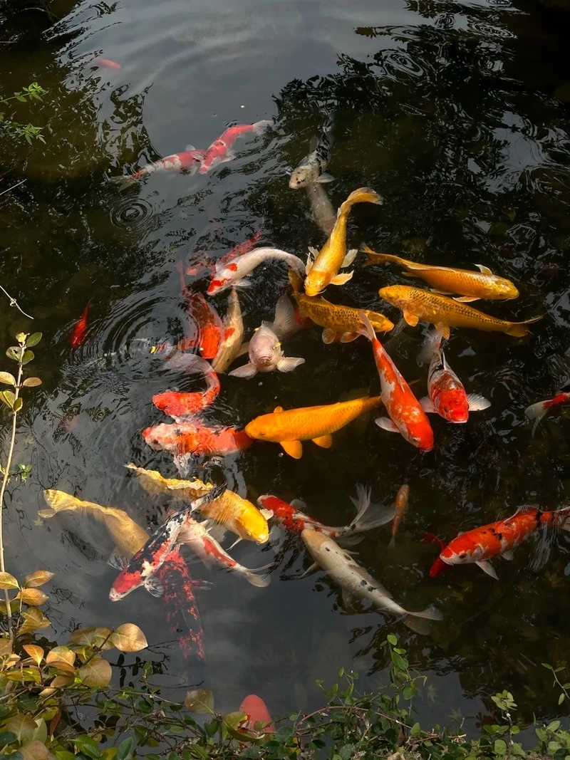Ngắm cá Koi Việt hình ảnh đẹp trên mọi góc hồ