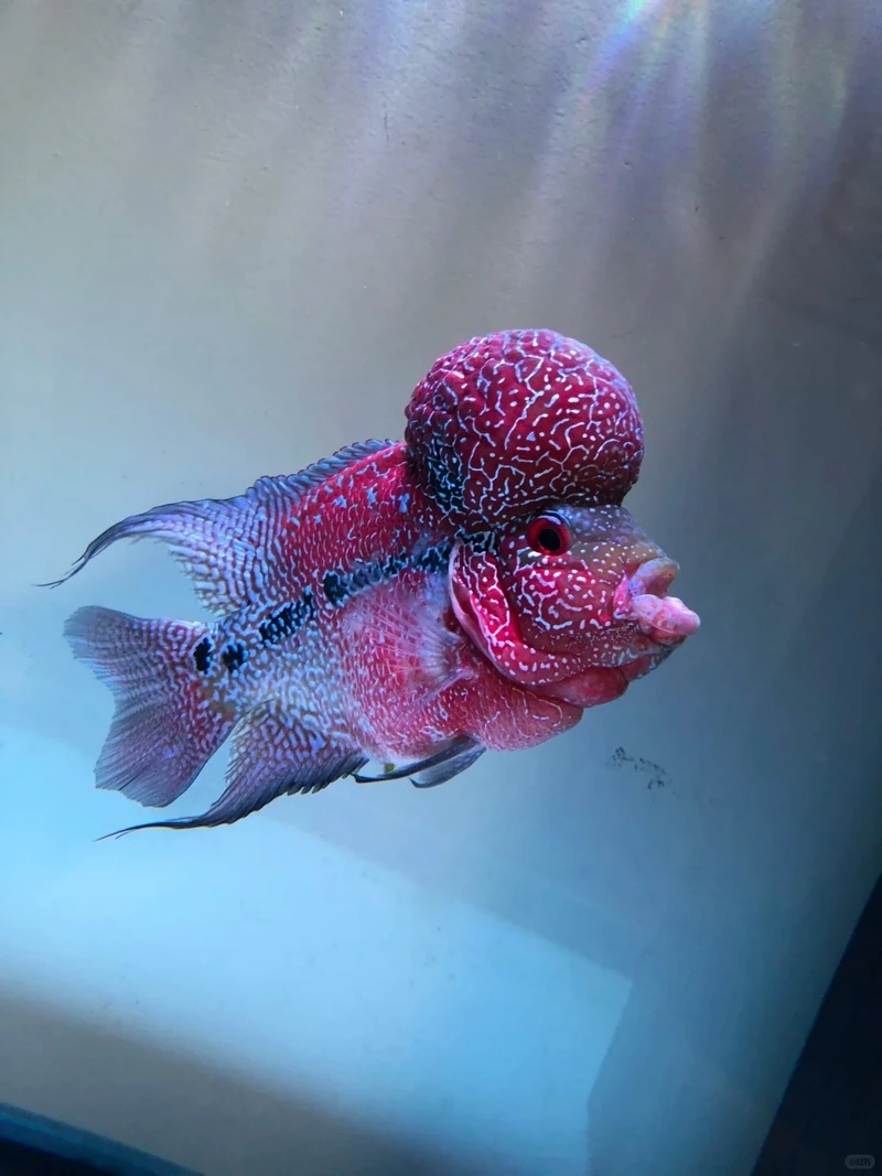 Tạo hồ sang với cá la hán cảnh ấn tượng