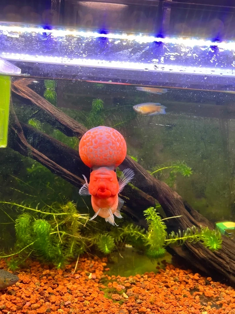 Sưu tầm cá la hán đầu khủng độc đáo