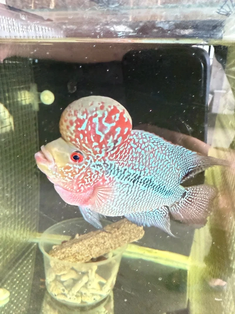 Ngắm cá la hán đầu to khỏe mạnh và đẹp