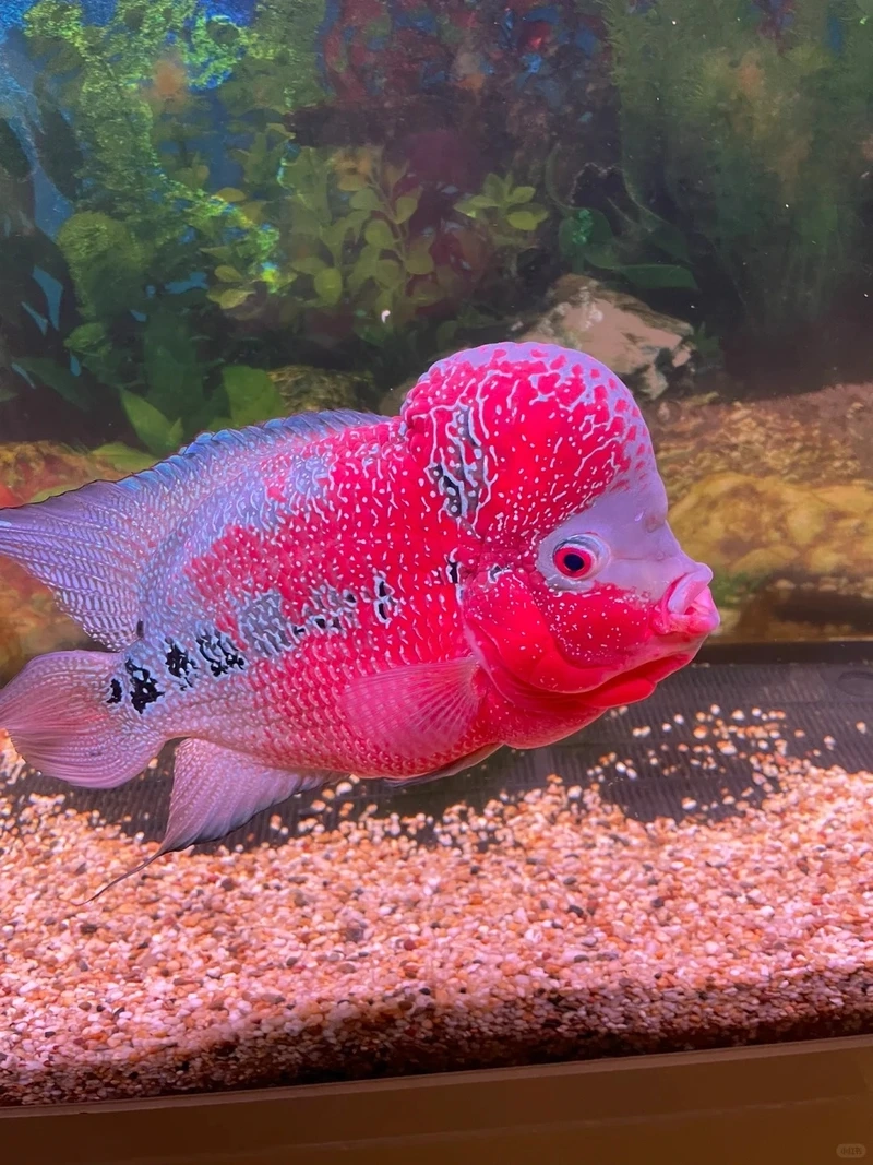 Chiêm ngưỡng cá la hán châu đẹp ấn tượng