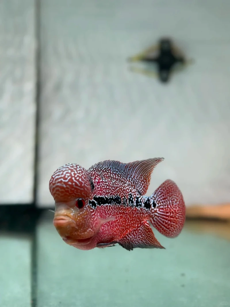 Ngắm cá la hán thái đỏ rực rỡ hồ nuôi