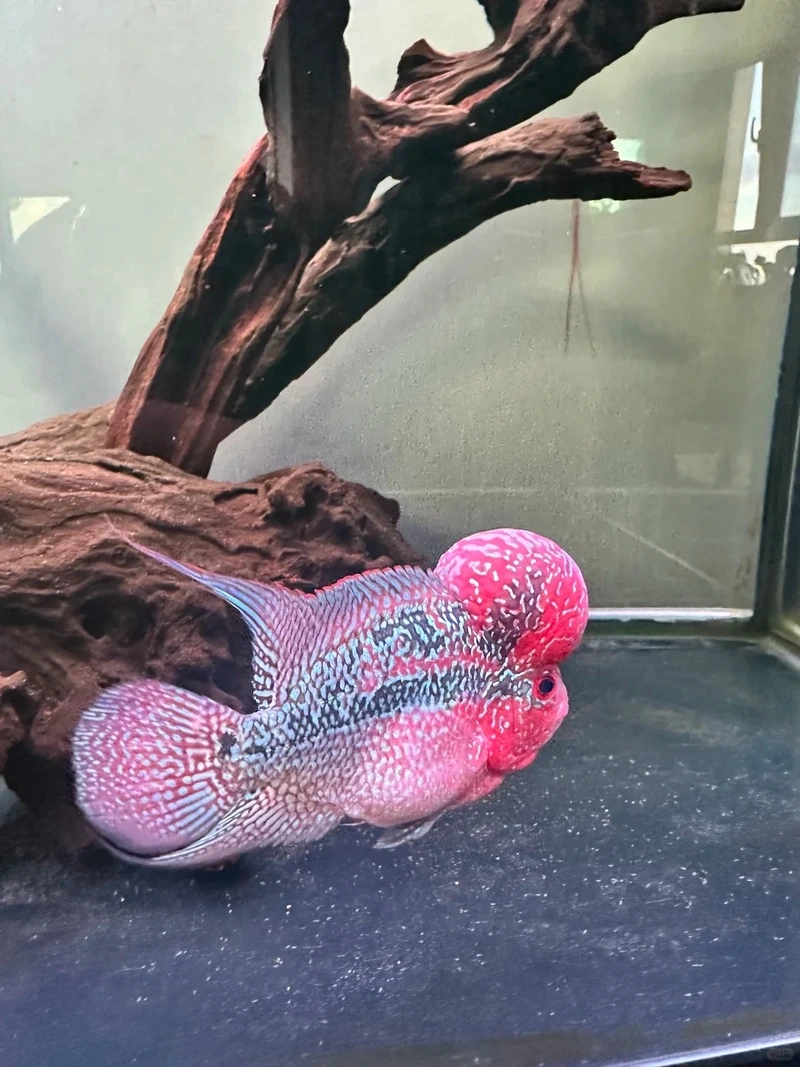 Ngắm cá la hán màu đỏ nổi bật hồ mini