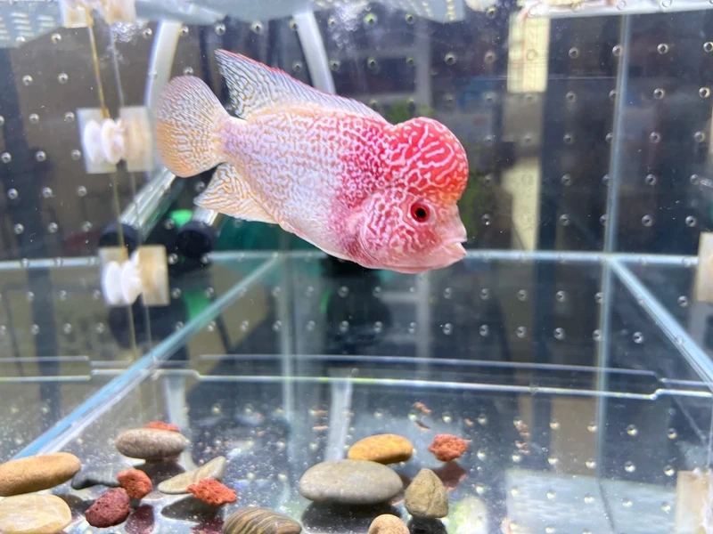 Chọn cá la hán size lớn chất lượng cao