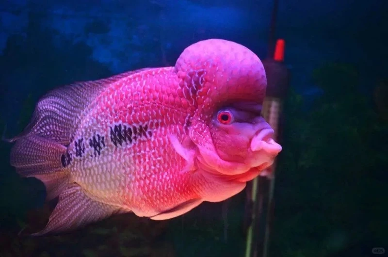 Nuôi cá la hán nuôi hồ kính chuẩn kỹ thuật