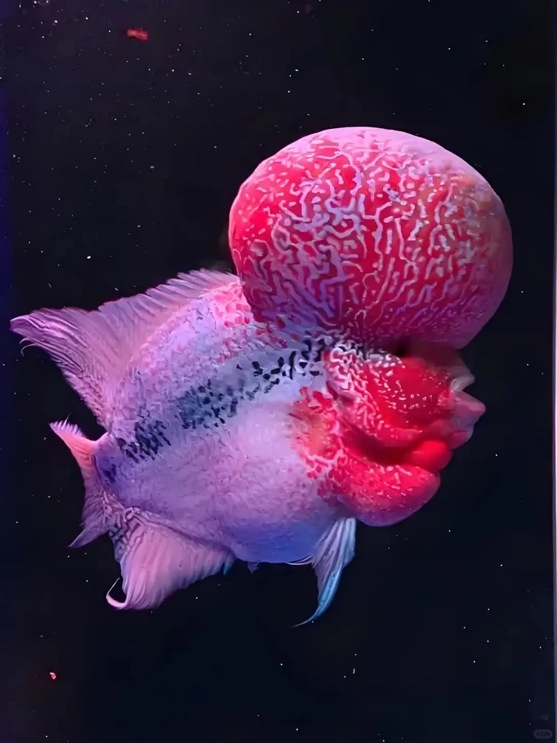 Chọn cá la hán may mắn hút tài lộc