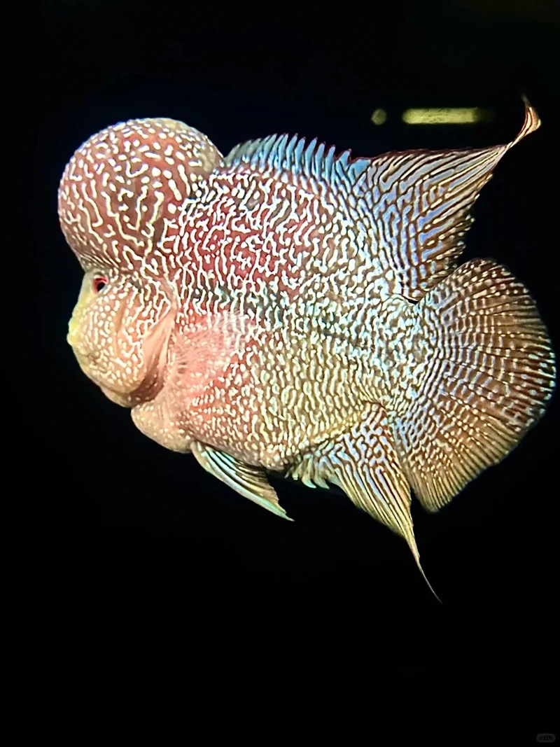 Trang trí hồ với cá la hán trang trí bắt mắt