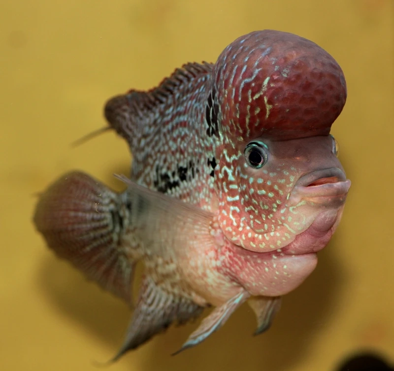 Sưu tập cá La Hán King Kamfa cao cấp chất lượng