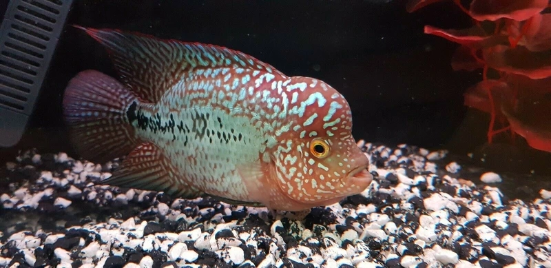 Nuôi cá La Hán King Kamfa size lớn sang trọng