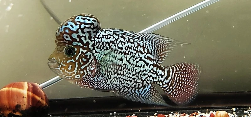 Ngắm cá La Hán King Kamfa bơi khỏe uyển chuyển