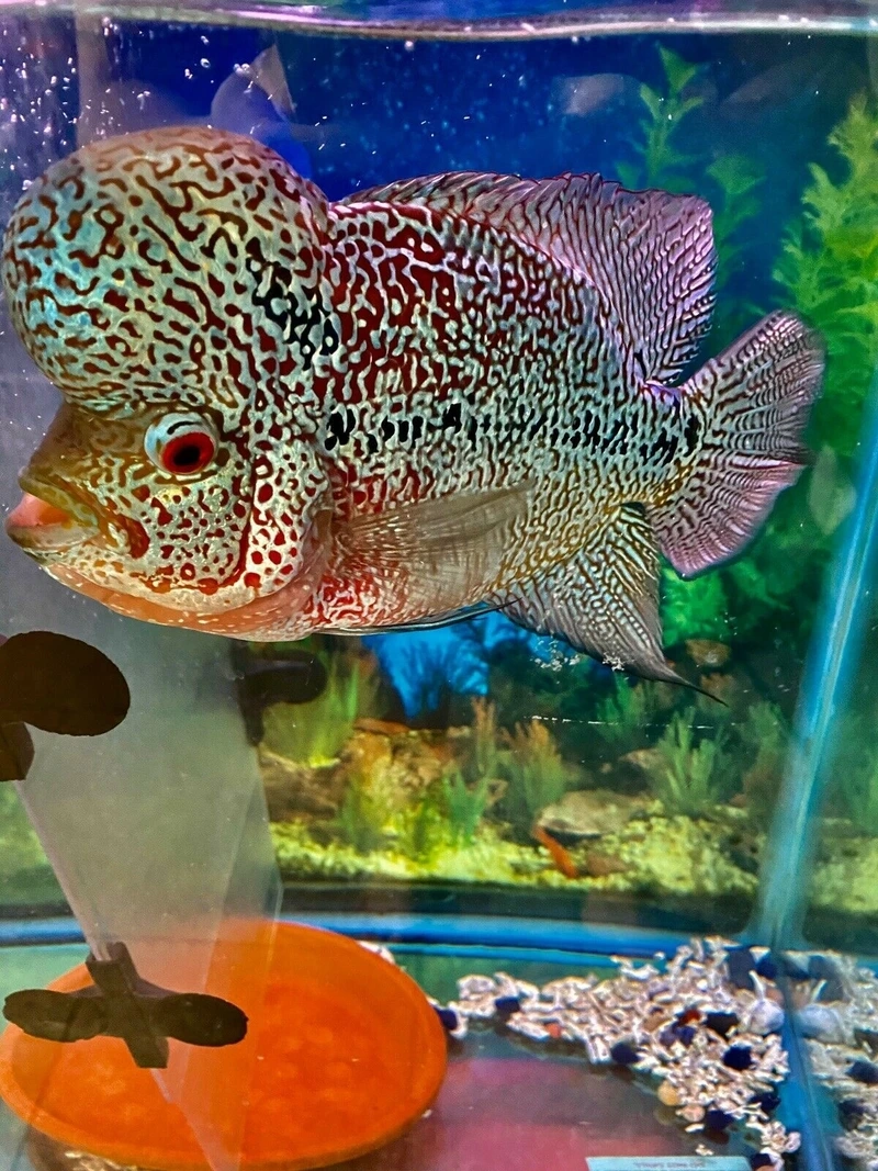 Chiêm ngưỡng cá La Hán King Kamfa dáng đẹp sang trọng