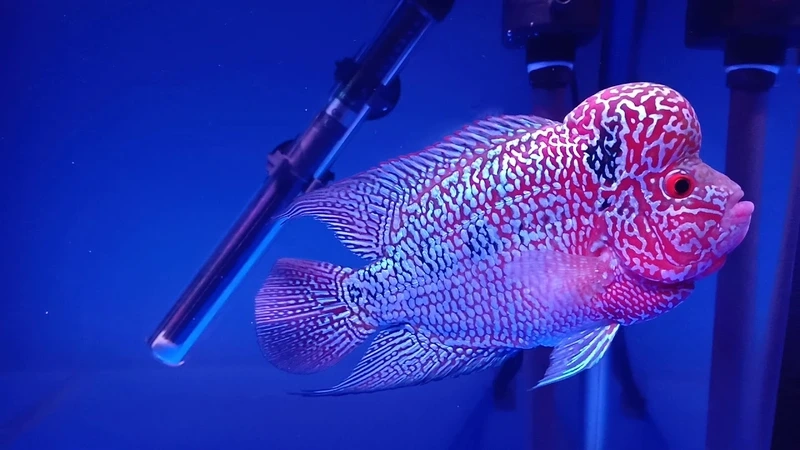 Sưu tập cá La Hán King Kamfa cá cảnh bền đẹp