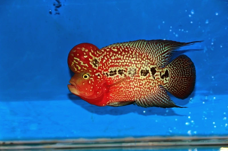 Sở hữu cá La Hán King Kamfa nổi bật ấn tượng mọi người