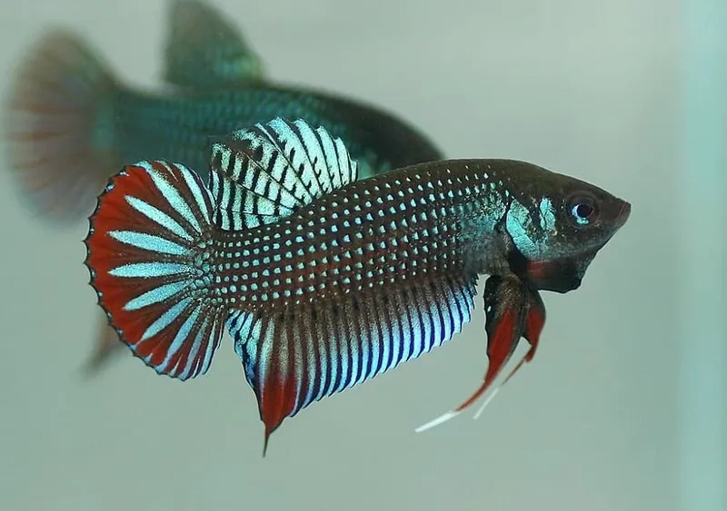 Mua cá lia thia ở đâu uy tín dễ tìm