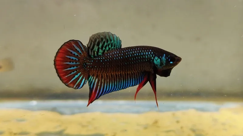 Cá lia thia đẹp nhất được nhiều người săn