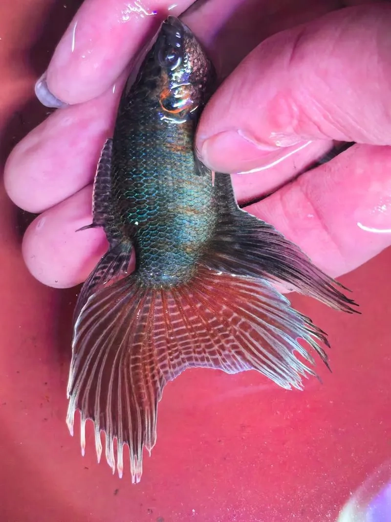 Cách lai tạo cá lia thia cho màu đẹp