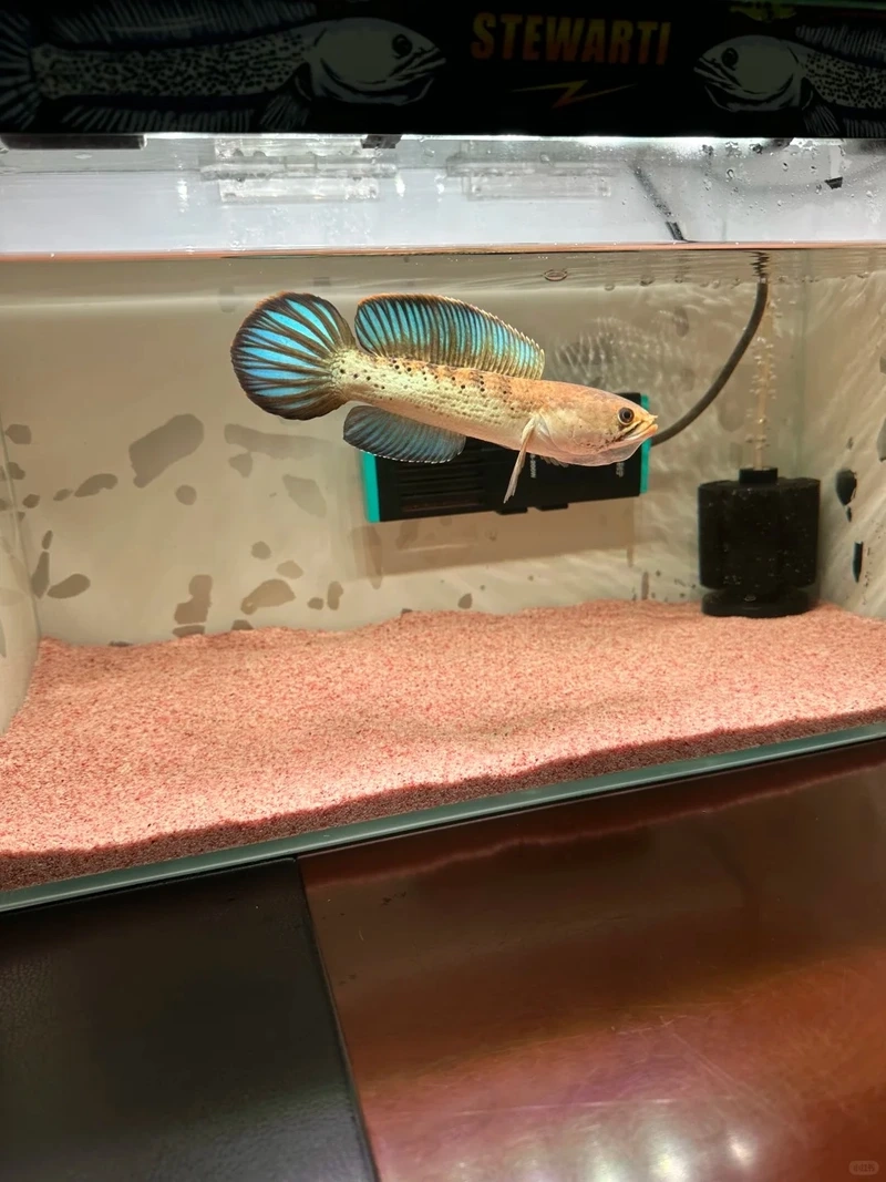 Đặc điểm nổi bật của cá Lóc cảnh