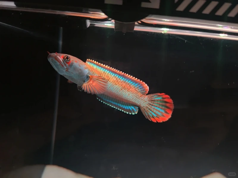 Sưu tầm cá lóc cảnh độc lạ nổi bật hồ kính