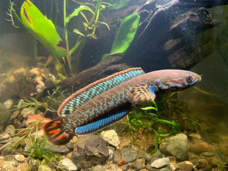 Nuôi cá lóc cảnh nuôi bể kính bơi khỏe và đẹp mắt