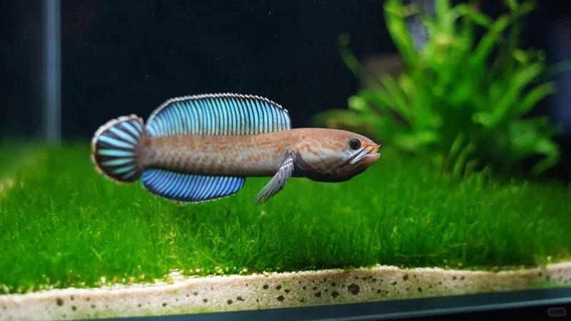 Chọn cá lóc cảnh phong thủy hút tài lộc và may mắn