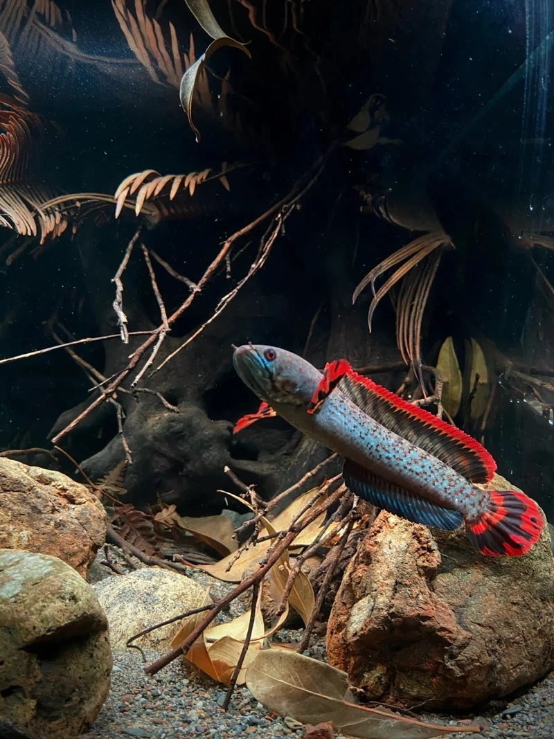 Trang trí bể với cá lóc cảnh nghệ thuật đẹp mắt