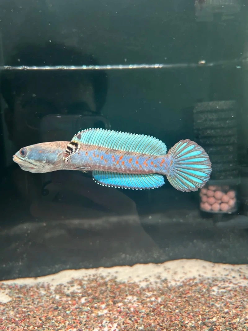 Ngắm cá lóc cảnh trưng bày nổi bật mọi góc bể