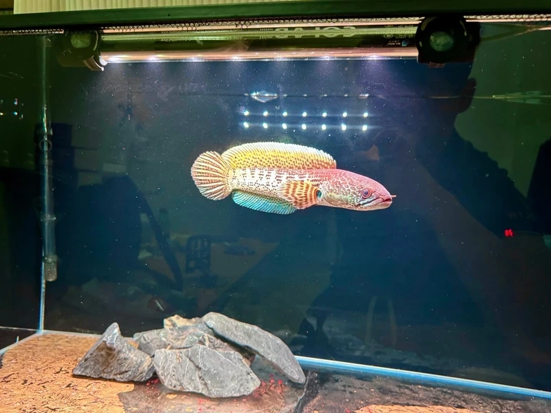 Chiêm ngưỡng cá lóc cảnh bơi đẹp uyển chuyển và khỏe