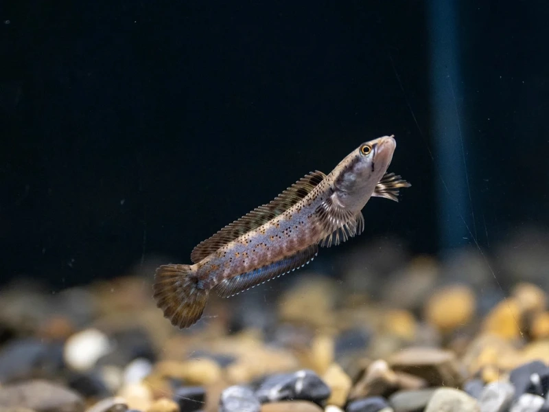 Ngắm cá lóc cảnh mini dễ nuôi và đáng yêu bể nuôi