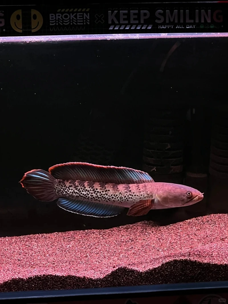 Ngắm cá lóc cảnh hiếm độc đáo nổi bật bể kính