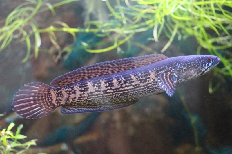 Đặc điểm nổi bật của cá Lóc Nữ Hoàng