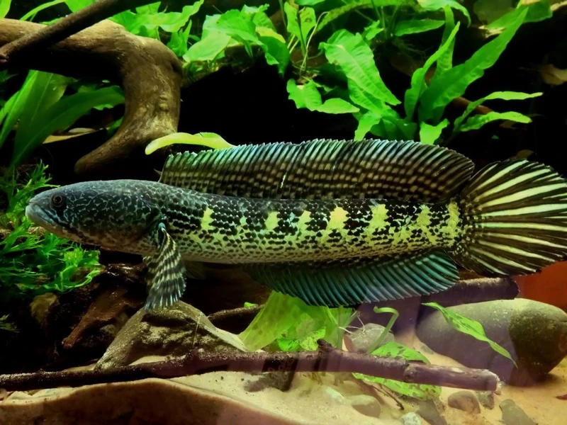 Chiêm ngưỡng cá Lóc nữ hoàng màu sắc đẹp nổi bật bể kính