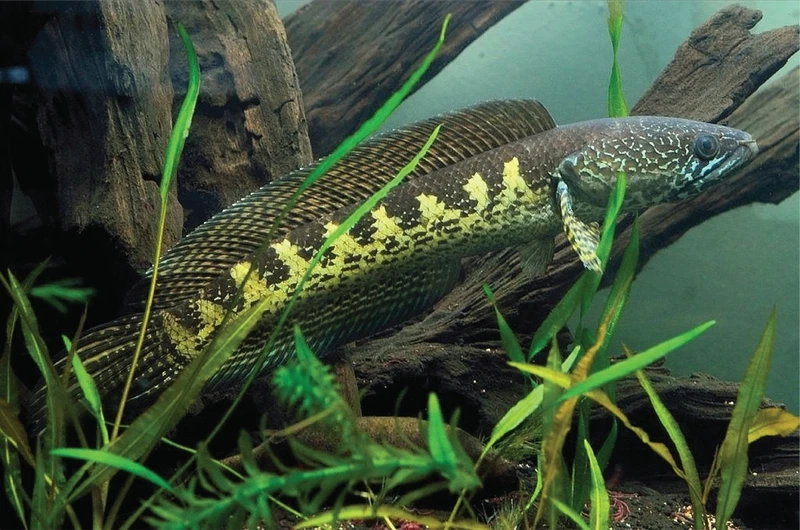 Ngắm cá Lóc nữ hoàng dáng đẹp uyển chuyển và nổi bật