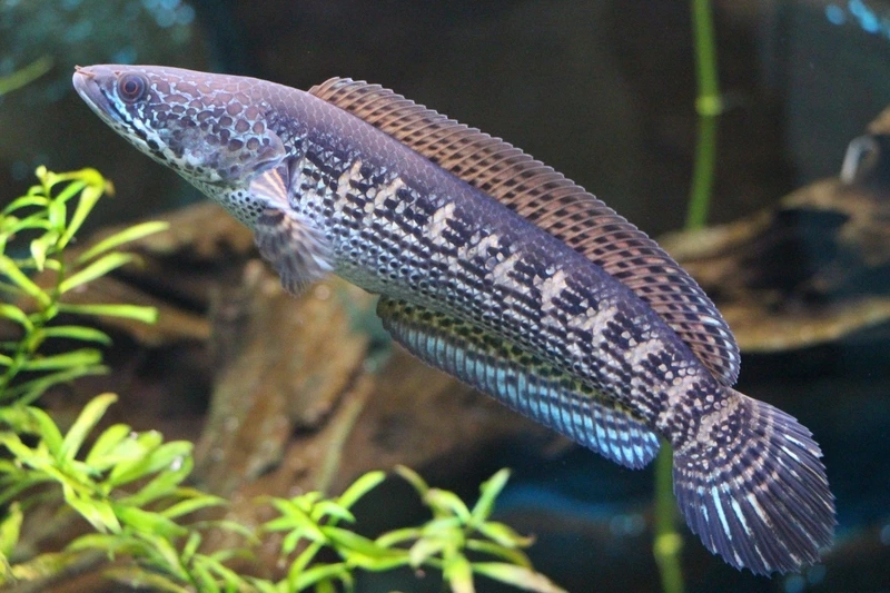 Ngắm cá Lóc nữ hoàng size nhỏ đáng yêu và sinh động