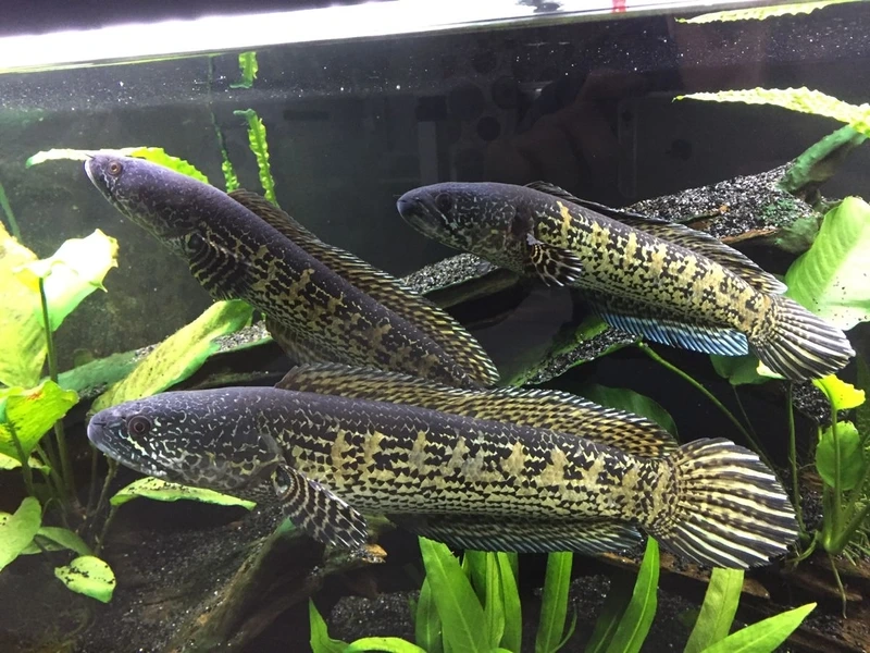 Nuôi cá Lóc nữ hoàng nuôi bể kính uyển chuyển và đẹp