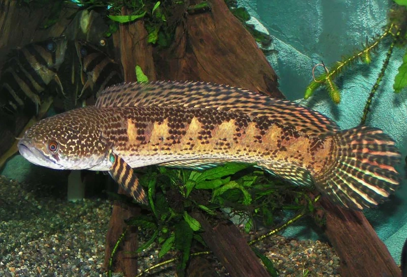 Ngắm cá Lóc nữ hoàng hình ảnh đẹp uyển chuyển bể nuôi